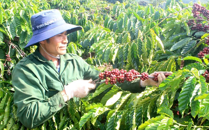 Ngoài áp lực giá bán, doanh nghiệp và người trồng cà phê còn đối mặt nhiều rủi ro khác như giá phân bón hay chi phí logistics… đều tăng mạnh (Ảnh: Huân Trần).
